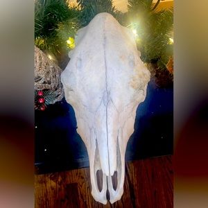 Real cow skull